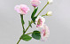 Artificial Lisianthus Light Pink 78cm 