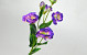 Artificial Lisianthus Purple 78cm 