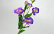 Kunst Lisianthus Paars 78cm