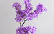 Branche de lilas artificielle Lila 100cm 