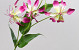 Artificial Gloriosa Pink 80cm 