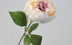 Artificial Peony Cream 42cm 