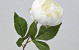 Pivoine artificielle Blanc 42cm 