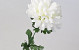 Artificial Chrysanthemum White 52cm 