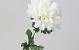 Künstliche Chrysantheme Weiß 52cm 