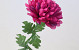 Chrysanthème artificiel Rose 52cm 