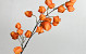 Artificial PhysalisOrange 98cm 