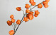 Künstliche Physalis Orange 98cm 