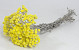 Helichrysum Immortelle Geel 30cm