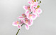 Artificial Orchid Pink/Cream 73cm 