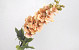 Artificial Delphinium Peach 86cm 