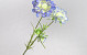 Artificial Scabiosa Blue 84cm