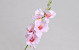 Artificial Gladiolus Pink 54cm 