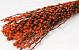 Chatons de Saule 70cm Orange 50pcs