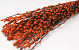 Dried Pussy Willow 70cm Orange 50pcs