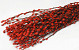 Dried Pussy Willow 70cm Red 50pcs