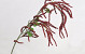 Artificial Hazel Twig Burgundy 78cm 