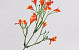 Decoratieve Tak Oranje 33cm