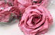 Rose Satin Mauve D11cm 