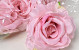Rose Satin Rosa D11cm 