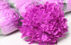 Chrysantheme Rosa D15cm