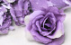 Rose Violet D10cm