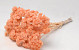 Helichrysum Immortelle 30cm Peach