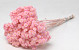 Helichrysum Immortelle 30cm Roze