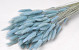 Lagurus Pastel Blauw 65cm