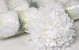 Chrysantheme Creme D15cm