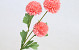 Künstliche Chrysantheme Lachs 66cm 