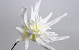 Foam Agave 80cm white