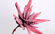 Foam Agave 80cm dark red