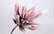 Foam Agave 80cm old pink