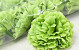 Artificial Carnation Green D9cm