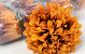 Chrysantheme Orange/Braun D15cm
