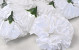 Carnation White D9cm