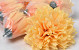 Dahlia Orange D16cm