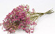 Limonium Cerise 60cm 