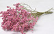 Limonium Pink 60cm 