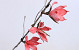 Foam Magnolia 85cm rood