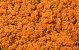 Lichen stabilisé Orange par kg