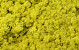 Lichen stabilisé Jaune Citron par kg