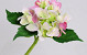 Hortensien 35cm Rosa