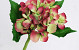 Hortensia 35cm rose-vert