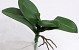 Artificial Phalaenopsis Leaves W22cm