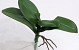 Kunst Phalaenopsis Blad W22cm