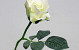 Rose Blanc 30cm