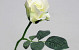 Rose White 30cm