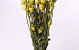 Papaver Frühlingsgrün 65cm